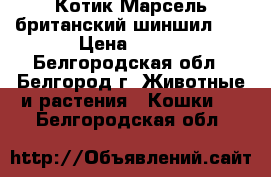 Котик Марсель британский шиншил... › Цена ­ 150 - Белгородская обл., Белгород г. Животные и растения » Кошки   . Белгородская обл.